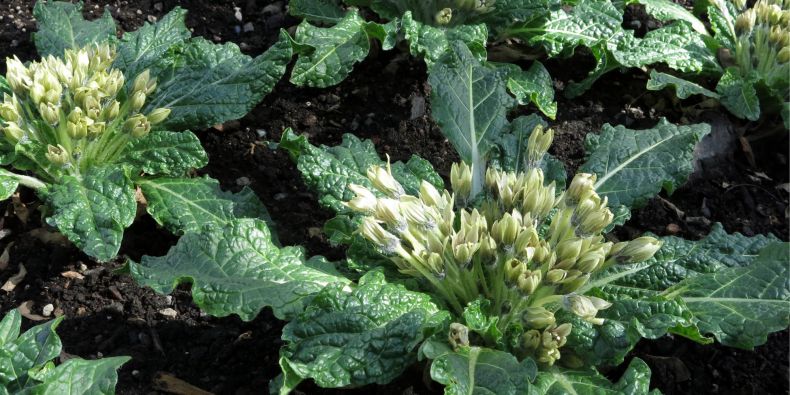 Mandragora se proslavila díky černé magii.