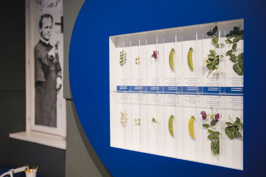 Expozice o genetice v Mendelově muzeu MU. 