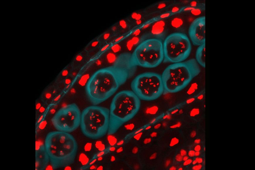 Snímek pylových mateřských buněk v prašnících. DNA obarvená červeně, buněčná stěna azurově.
