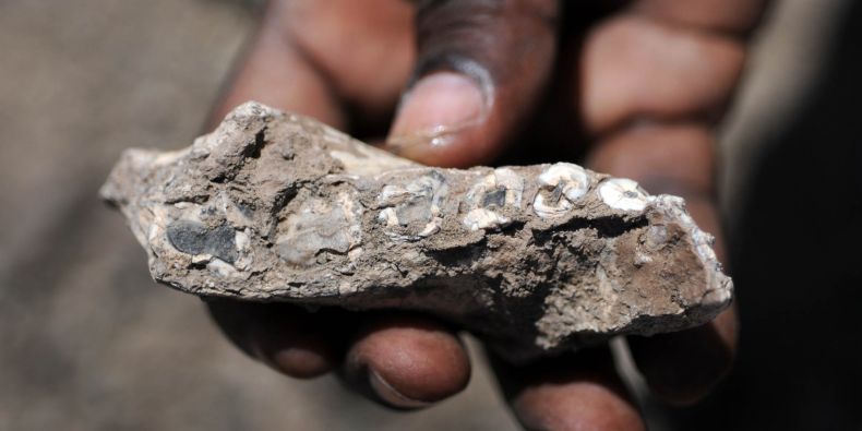 Nález čelisti nového druhu Australopithecus deyiremeda.