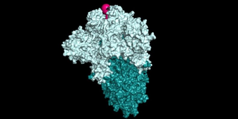 Strukturální model spike-glykoproteinu představovaný povrchovou vrstvou. Vstup do tunelu je viditelný v horní části proteinu (růžová barva). 