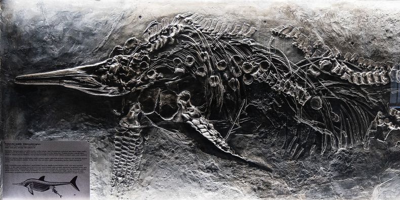 Při restaurování se podařilo udělat i několik objevů. U fosilie ichtyosaura byl odkryt obsah žaludku a odhaleno několik dalších drobných fosilií uvnitř.