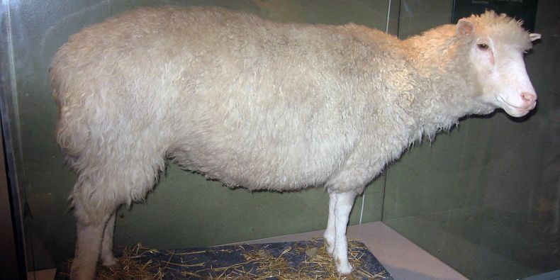 Ovce Dolly, první klonovaný savec na světě. 