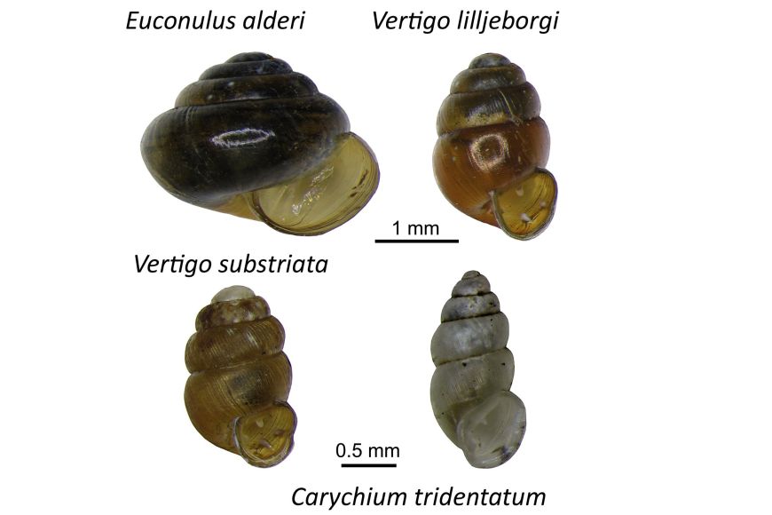 Nově zjištěné druhy trpasličích suchozemských plžů nalezené na Islandu: kuželík tmavý (Euconulus alderi), vrkoč rašelinný (Vertigo lilljeborgi), vrkoč rýhovaný (Vertigo substriata) a síměnka trojzubá (Carychium tridentatum).