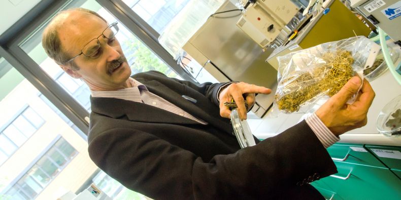 Miloš Barták ukazuje keříčkovité lišejníky rodu provazovka, které patří k organismům často používaných v experimentální práci, například při zjišťování odolnosti vůči zastavení fotosyntézy.