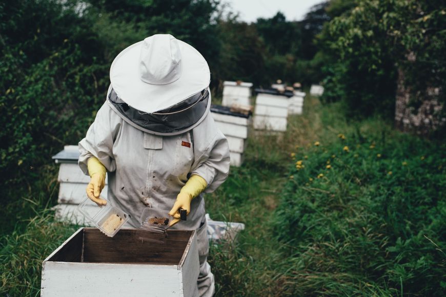 Včelaři díky výzkumu Pavla Hyršla získali přípravek na posilování včelí imunity.