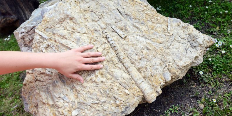 Přímo u vchodu do budovy ústavu geologických věd je umístěný vápenec se zkamenělinami hlavonožců.