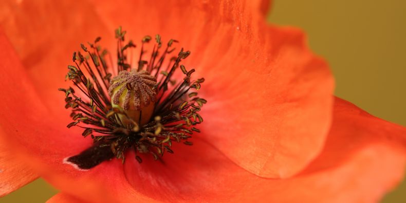 Detail květu vlčího máku (Papaver rhoeas). Na bázi šarlatově zbarveného korunního lístku mohou být černé skvrny. Semeník na vrcholu s bliznovým terčem je obklopen velkým množstvím černých tyčinek.