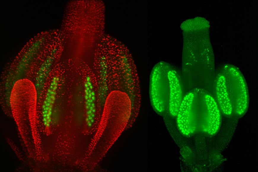 VLEVO: Probíhající meióza v živém květu. (Červená jsou jádra všech buněk tyčinek a pestíku. Zeleně jsou značena jádra buněk budoucích pylových zrn.) VPRAVO: Odpověd květu na hormonální stimul ve vývoji (Zelenou je značen protein lokalizovaný v jádře za přítomnosti hormonu auxinu.)