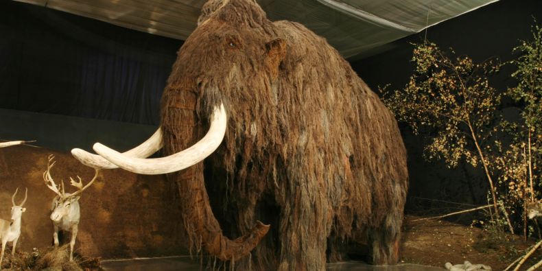 Na Moravě přebývala nejen stáda mamutů a sobů, ale i nosorožci, smečky lvů, levharti a hyeny. Ilustrační foto: Petr Novák, Wikipedia.