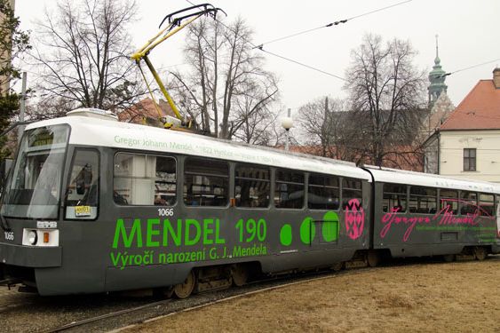 The celebrations were launched with a ceremonial blessing of a tramway dedicated to commemorating the anniversary of Mendel’s birth in the streets of Brno all year round. Photograph: Martin Kopáček/muni.cz