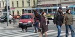 anotace_mesto_pro_pesi