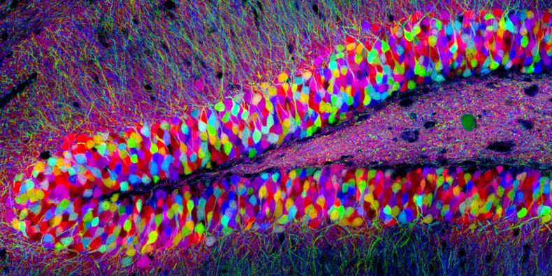 Metoda Brainbow (Brain = mozek, rainbow = duha) významně pomáhá ve studiu nervových spojení v mozku. Individuální neurony v mozku i jinde od sebe mohou být rozlišeny s využitím fluorescenčních proteinů. Neurony náhodně exprimují různé poměry červených, zelených a modrých derivátů GFP (zeleného fluorescenčního proteinu), což jim dá různé odstíny.