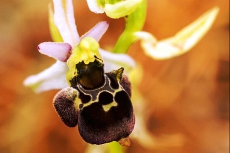 Obr. 2. Tořiče (Ophrys) lákají hmyzí samečky svým spodním pyskem, který věrně napodobuje samičku. Pyl je přenášen pohyby při pseudokopulaci.