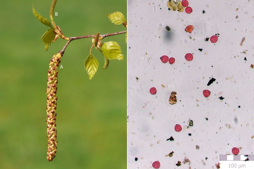 Vlevo: detail květenství břízy bělokoré (Betula pendula) se A) samčím květenstvím – převislou jehnědou, ze které je uvolňován pyl a B) samičím květenstvím – vzpřímenou jehnědou. Vpravo: mikroskopická fotografie pylu břízy.