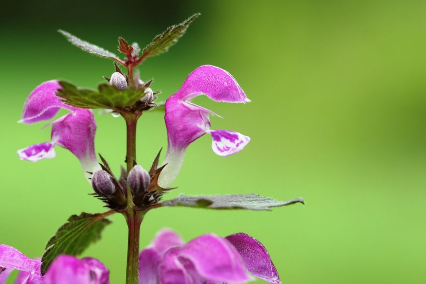 Obr. 4. Nápadný spodní pysk hluchavkovitých rostlin (Lamiaceae) slouží často jako přistávací plocha pro hmyz. Na obrázku hluchavka nachová (Lamium purpureum).