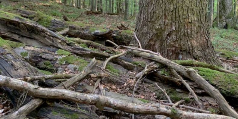 Snímek z přírodní rezervace s mohutnými padlými kmeny, které slouží jako úkryt před nepříznivým počasím, dodávají živiny a lokálně zvyšují pH půdy. 