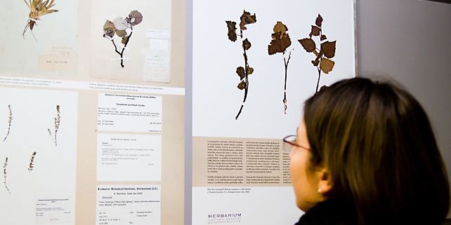 Výstavu Herbář Masarykovy univerzity je možné si prohlédnout v severním koridoru kampusu do září. Foto: Martin Kopáček.