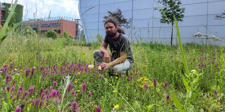 Výzkum týmu Jakuba Těšitele, který byl podpořen i Grantovou agenturou České republiky, řeší, jak mohou poloparazitické rostliny pomoci k obnově původní biodiverzity.