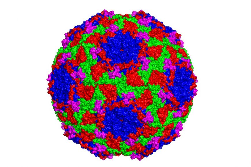 Virus nákazy včelího plodu. Barvy označují jednolivé bílkoviny, nově objevená bílkovina nazvaná MiCP je zobrazena fialově.