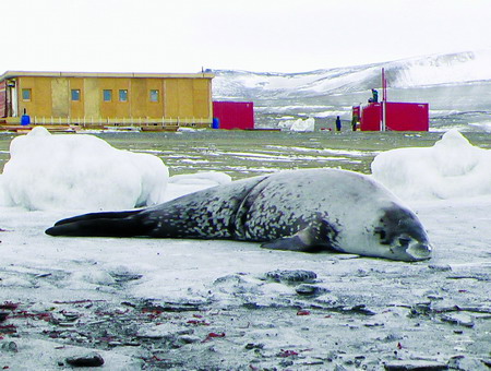 Fotografie české polární stanice z března 2005, krátce předtím, než ji polárníci před blížící se zimou opustili. Prohlédnout si ji přišel i tuleň Weddellův. Foto: Hynek Adámek (National Geographic).