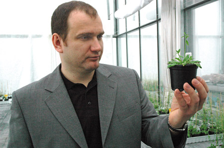 Vedoucí výzkumného týmu Jan Hejátko s modelovou rostlinou huseníčkem rolním, na němž byla identifikována bílkovina klíčová pro růst biomasy. Foto: David Povolný.
