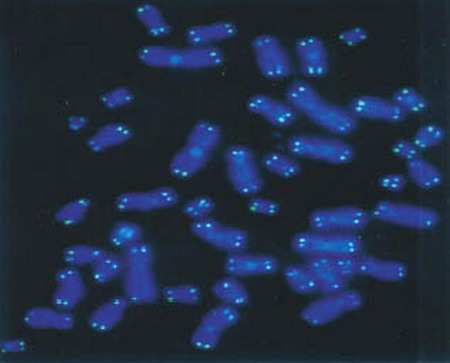 Telomery lidských chromozomů analyzované pomocí techniky PRINS. Telomery jsou patrné jako svítící tečky na modře obarvených chromozómech (pomocí barviva DAPI). Telomery lidských chromozomů analyzované pomocí techniky PRINS. Telomery jsou patrné jako svítící tečky na modře obarvených chromozómech (pomocí barviva DAPI).