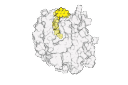 Model proteinu s navázanou sondou. Foto: Archiv Přírodovědecké fakulty MU. 